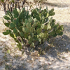 *Unknown alien plant